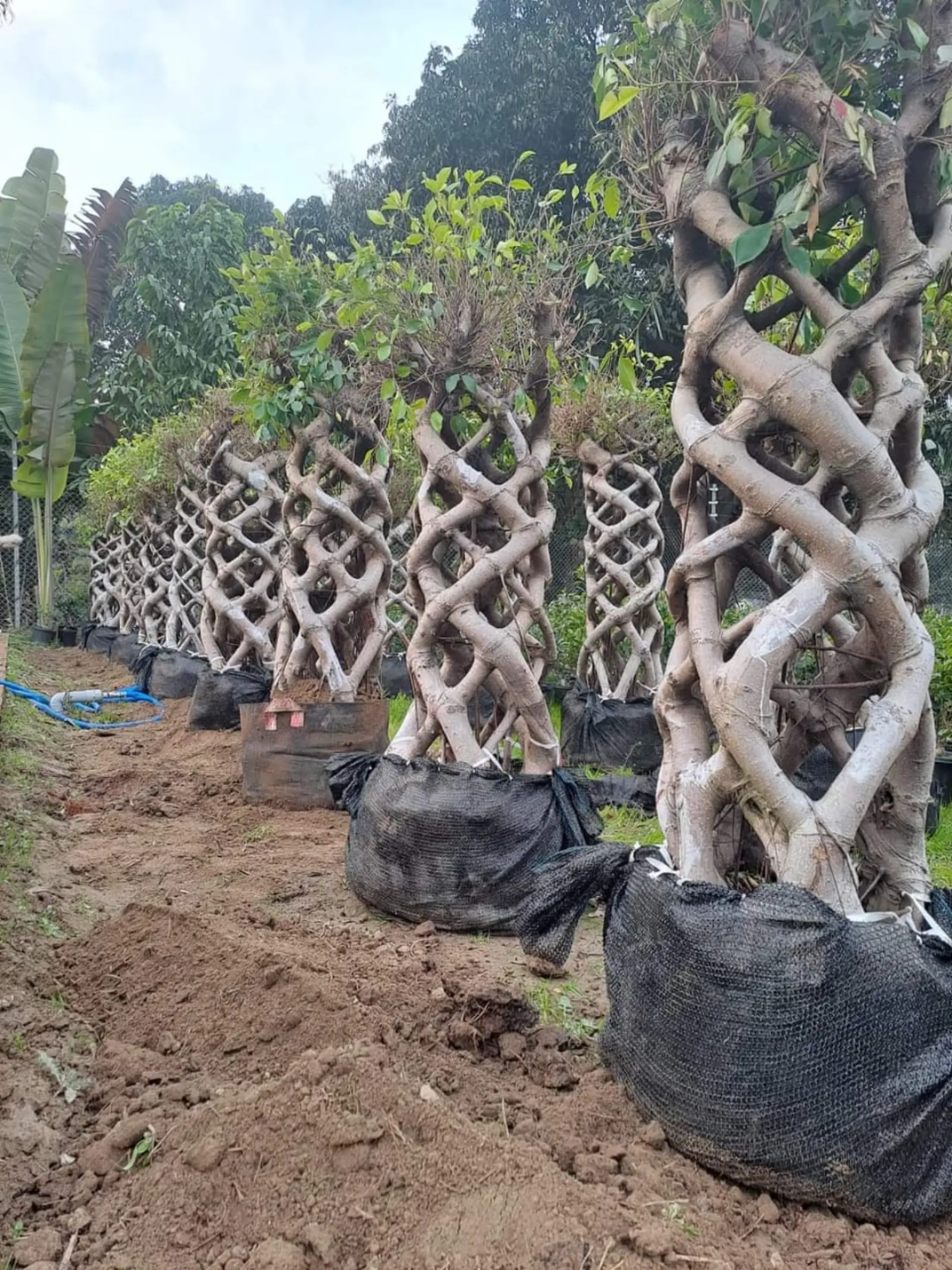 Lattice-woven braided ficus trees