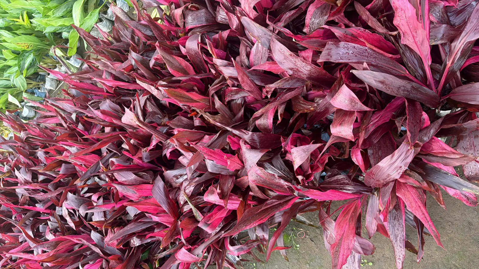 Red and pink Cordyline mass planting