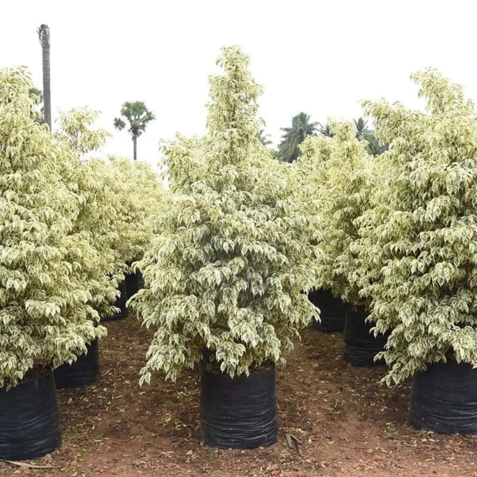Variegated Ficus hedging