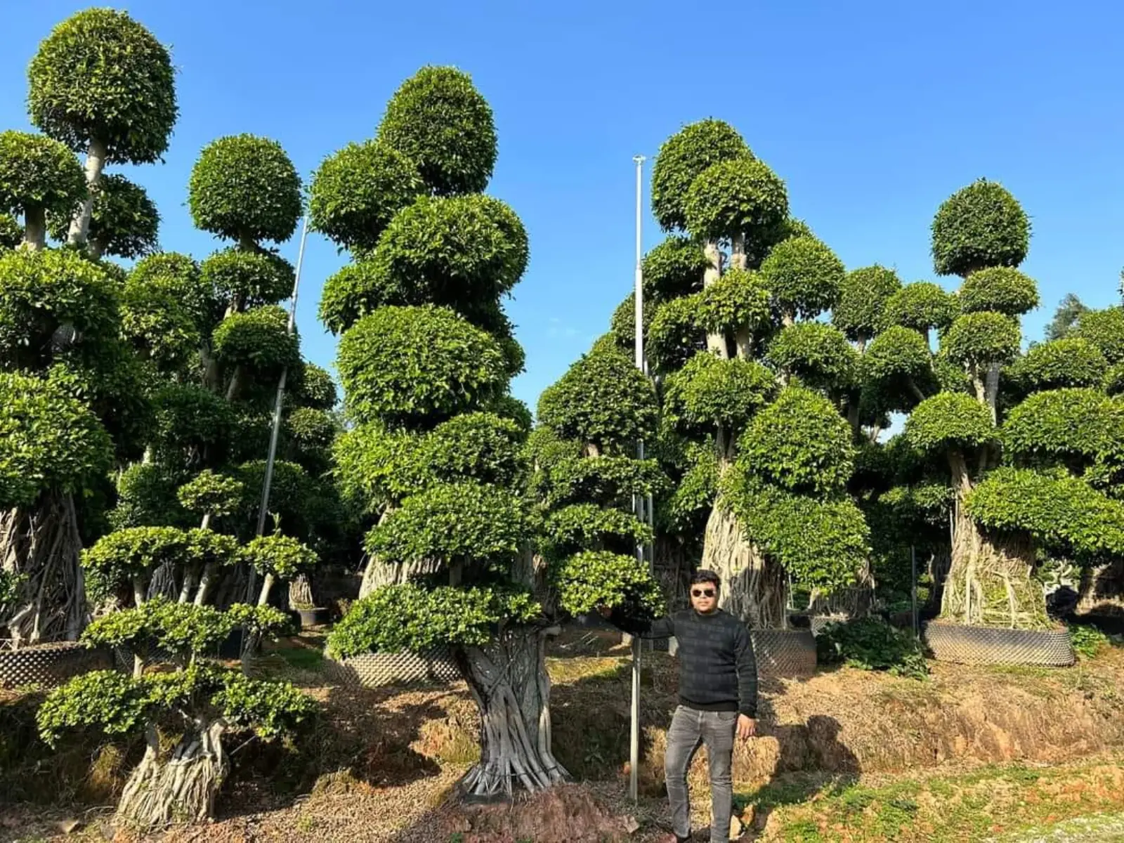 Massive cloud-pruned topiary ficus