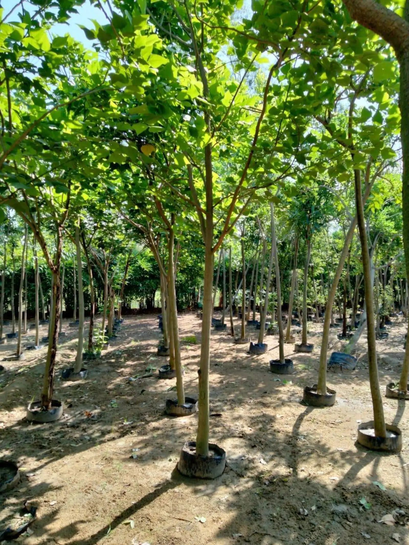 Ornamental trees in dappled light