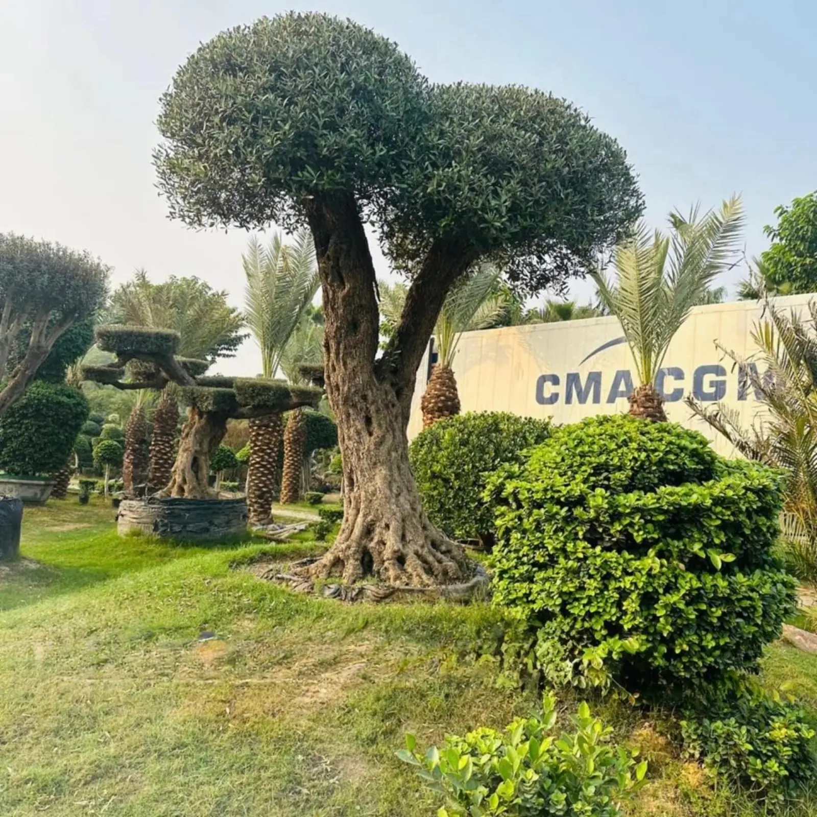 Corporate landscape with mature topiary