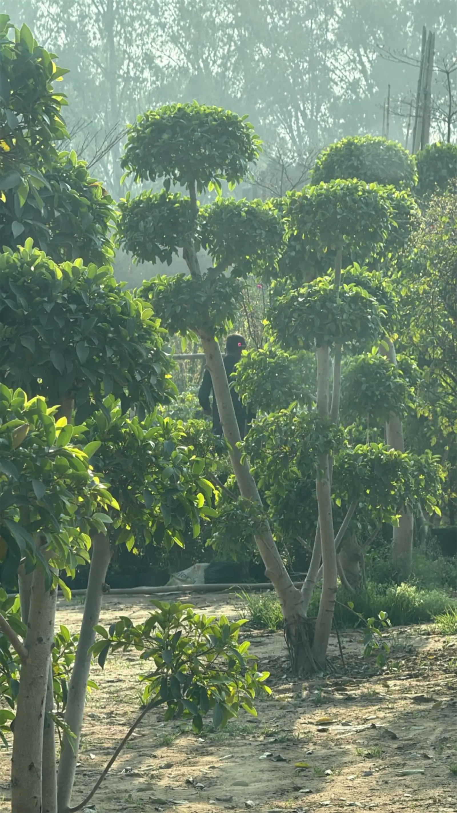 Misty morning at PHL nursery with topiary gardens
