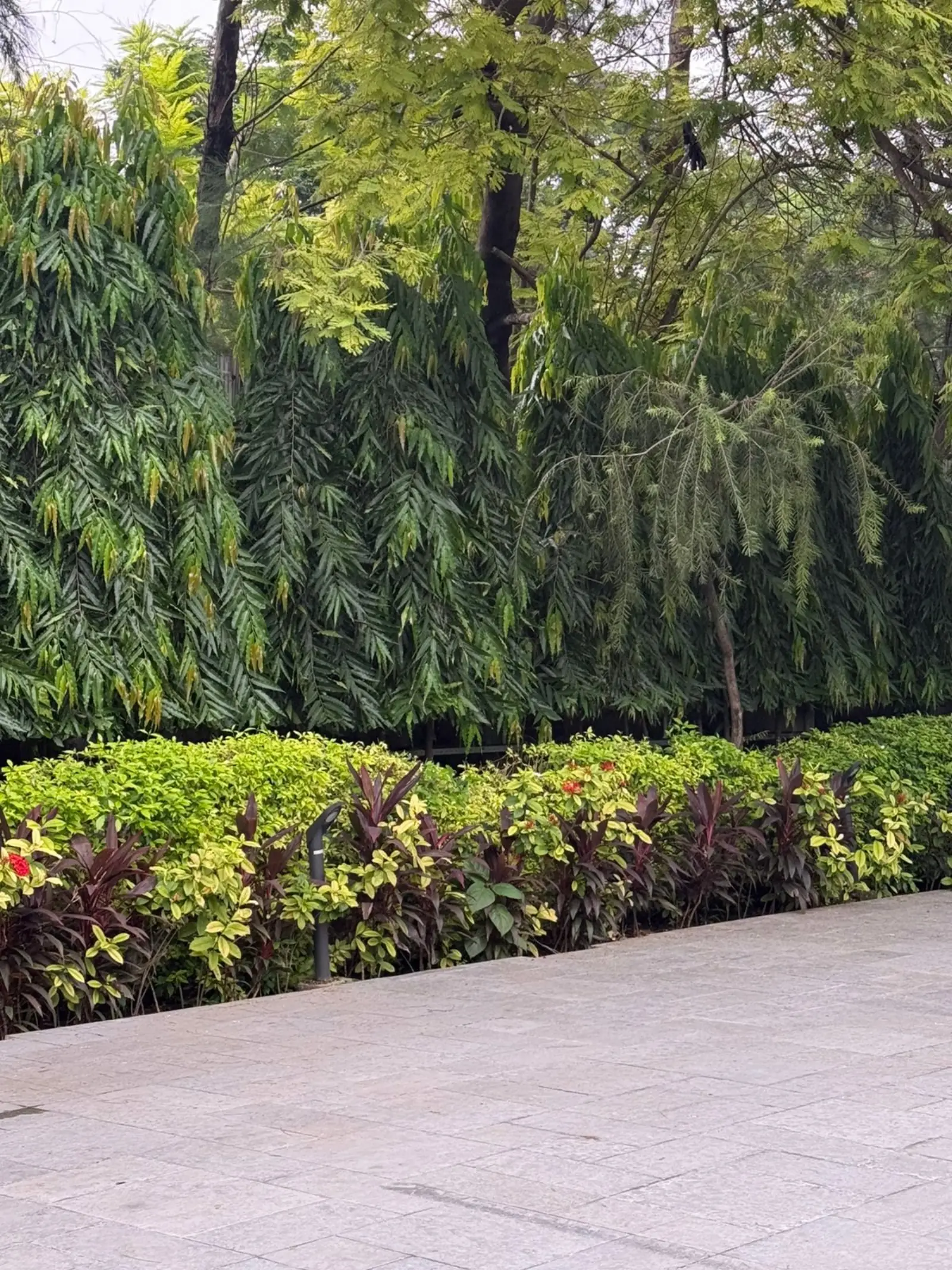 Layered green hedge border along walkway