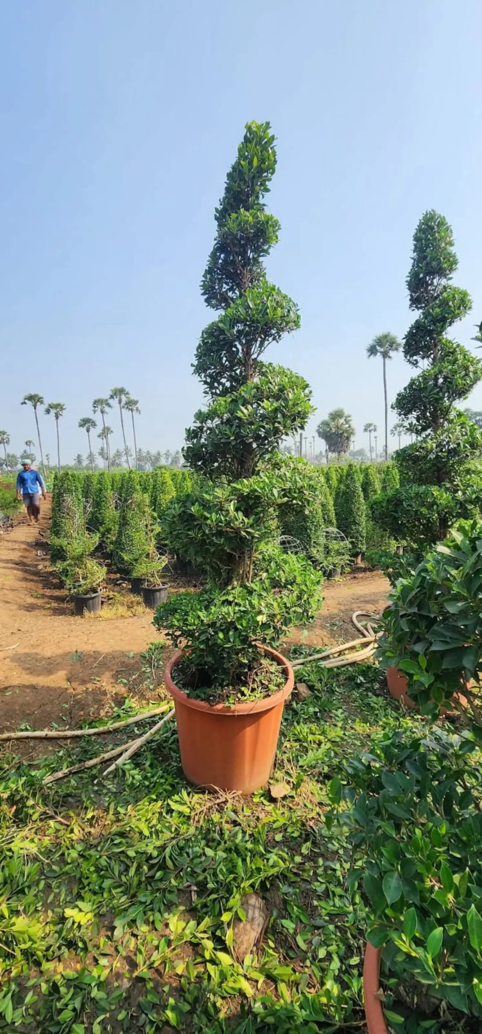 Spiral cone topiary in nursery
