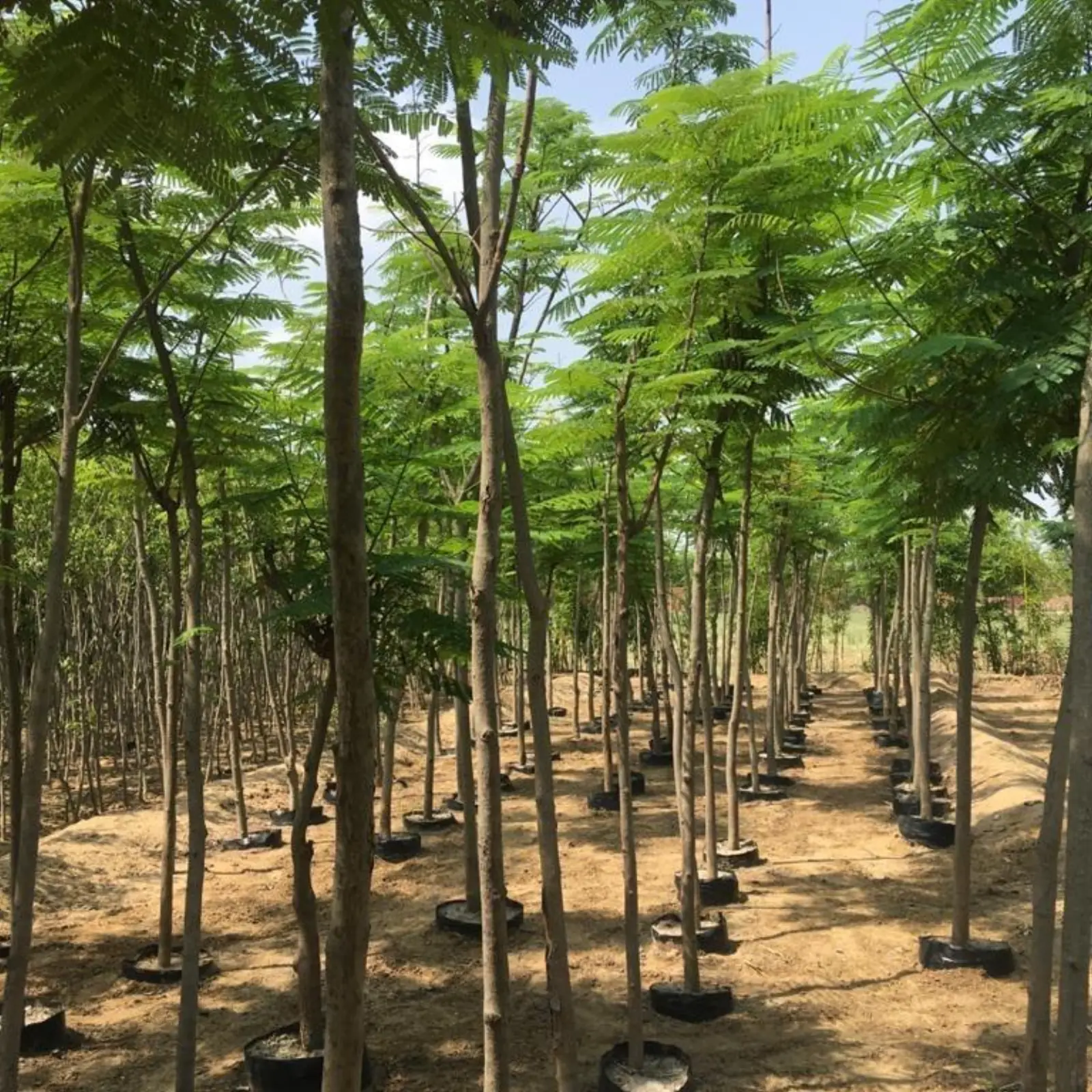 Rows of Delonix regia at nursery