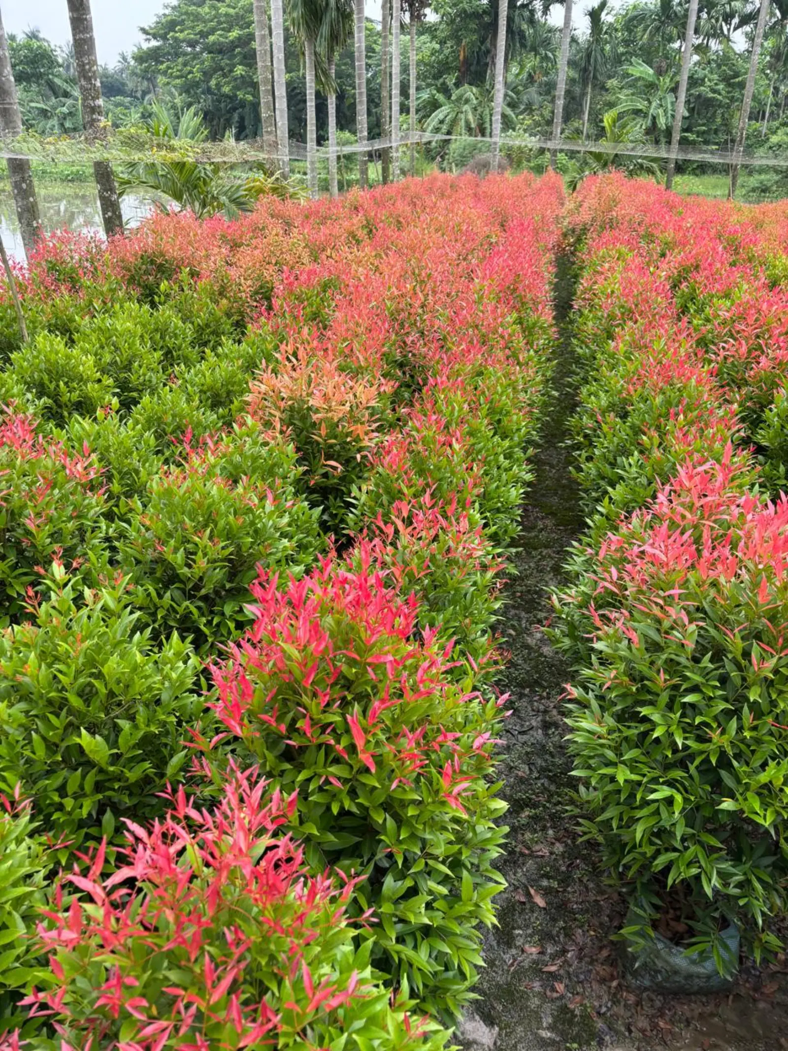 Red-tip Photinia nursery field